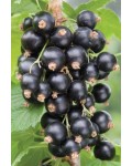 Смородина черная Бен Конан | Смородина чорна Бен Конан | Rubus nigrum Ben Connan